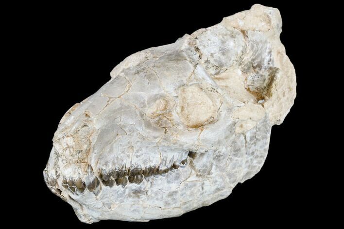 Oreodont (Merycoidodon) Skull - South Dakota #113106